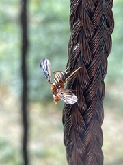 Idana marginata