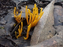 Clavulinopsis amoena
