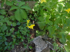 Chelidonium majus