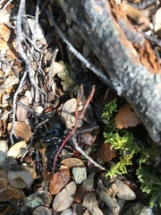 Plocamostethus planiusculus