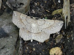 Euchlaena deplanaria