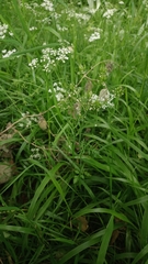 Conopodium pyrenaeum