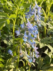 Corydalis fumariifolia azurea