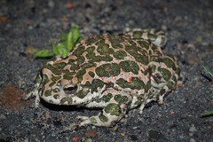 Bufotes viridis viridis