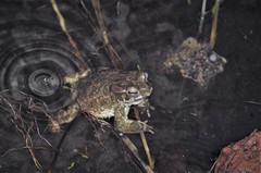 Bufotes viridis viridis