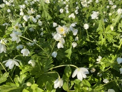 Anemonastrum flaccidum