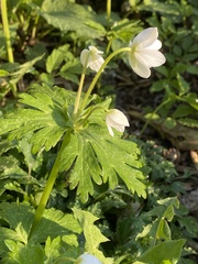 Anemonastrum flaccidum