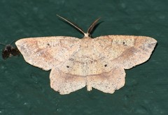 Euchlaena obtusaria