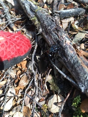 Plocamostethus planiusculus