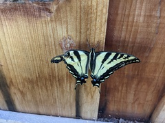 Papilio rutulus