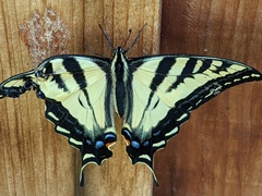 Papilio rutulus