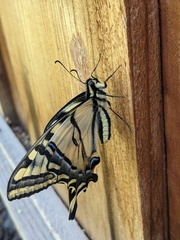 Papilio rutulus