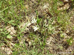 Ornithogalum baeticum