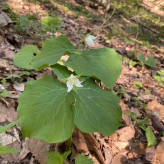 Trillium tschonoskii