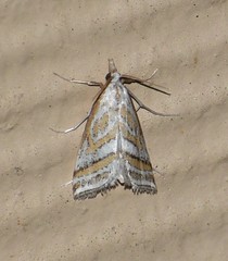 Leptosteges parthenialis