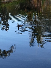 Fulica americana image