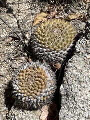 Mammillaria peninsularis