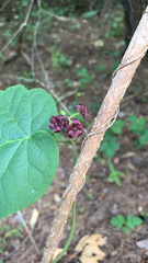 Matelea carolinensis
