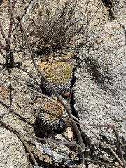 Mammillaria peninsularis