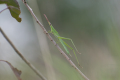 Acrida cinerea