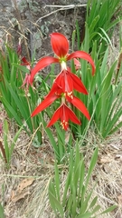 Sprekelia formosissima