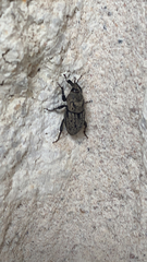 Sphenophorus germari