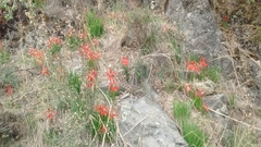Sprekelia formosissima