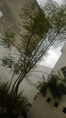 Jacaranda mimosifolia