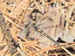 Helocordulia selysii