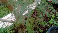 Jacaranda mimosifolia