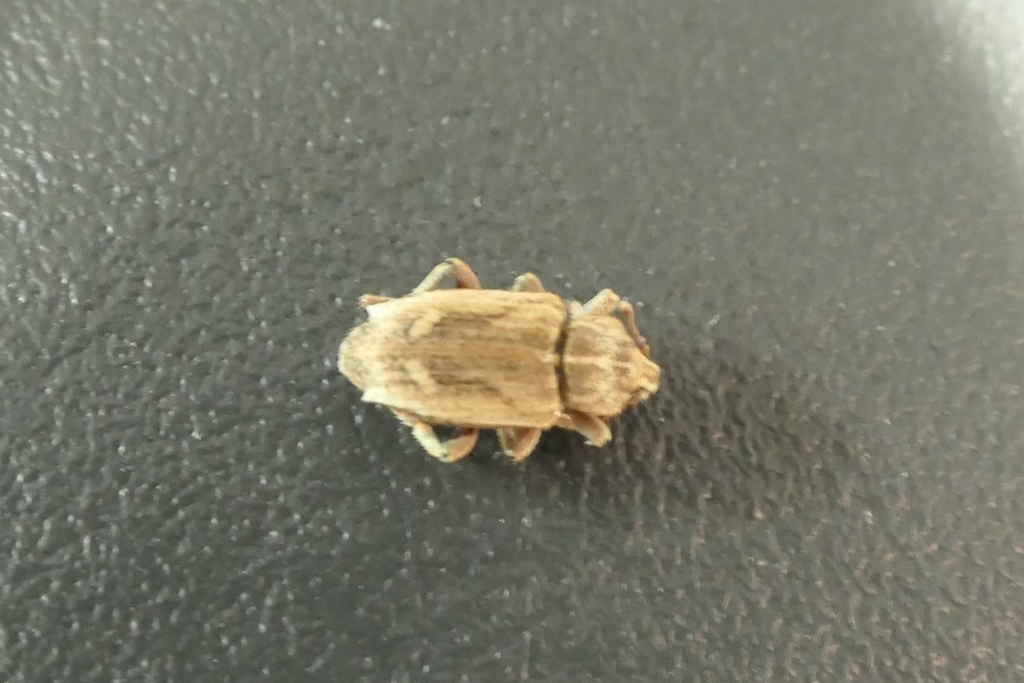 Subterranean Clover Weevil