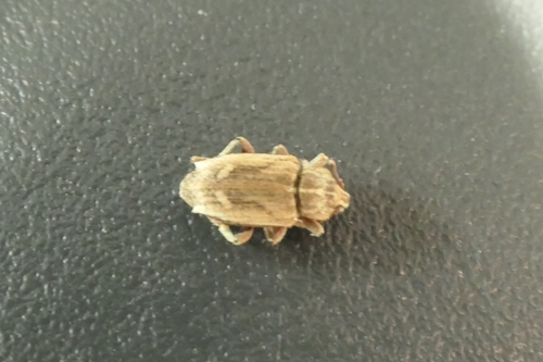 Subterranean Clover Weevil