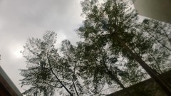 Jacaranda mimosifolia