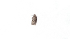 Acleris maximana