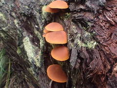 Gymnopilus eucalyptorum