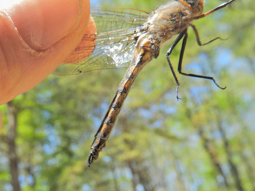 Robust Baskettail photo 4