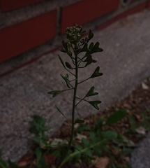 Capsella bursa-pastoris