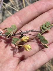 Erythrostemon pannosus