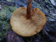 Gymnopilus eucalyptorum