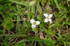 Arcytophyllum serpyllaceum