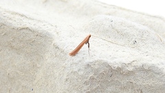 Caloptilia invariabilis