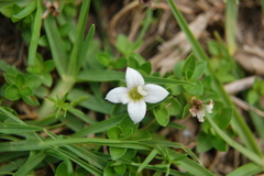 Arcytophyllum serpyllaceum