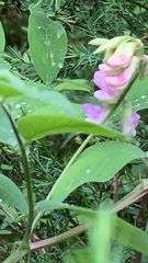 Lathyrus venosus