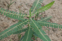 Aeschynomene indica
