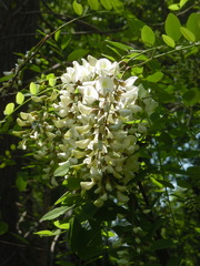 Robinia pseudoacacia