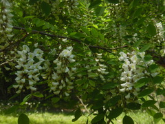 Robinia pseudoacacia