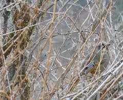 Trochalopteron variegatum