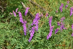 Vicia tenuifolia