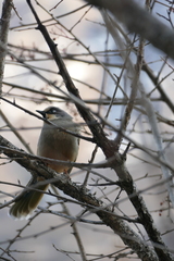 Trochalopteron variegatum