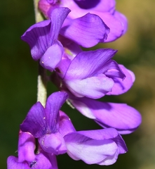 Vicia tenuifolia